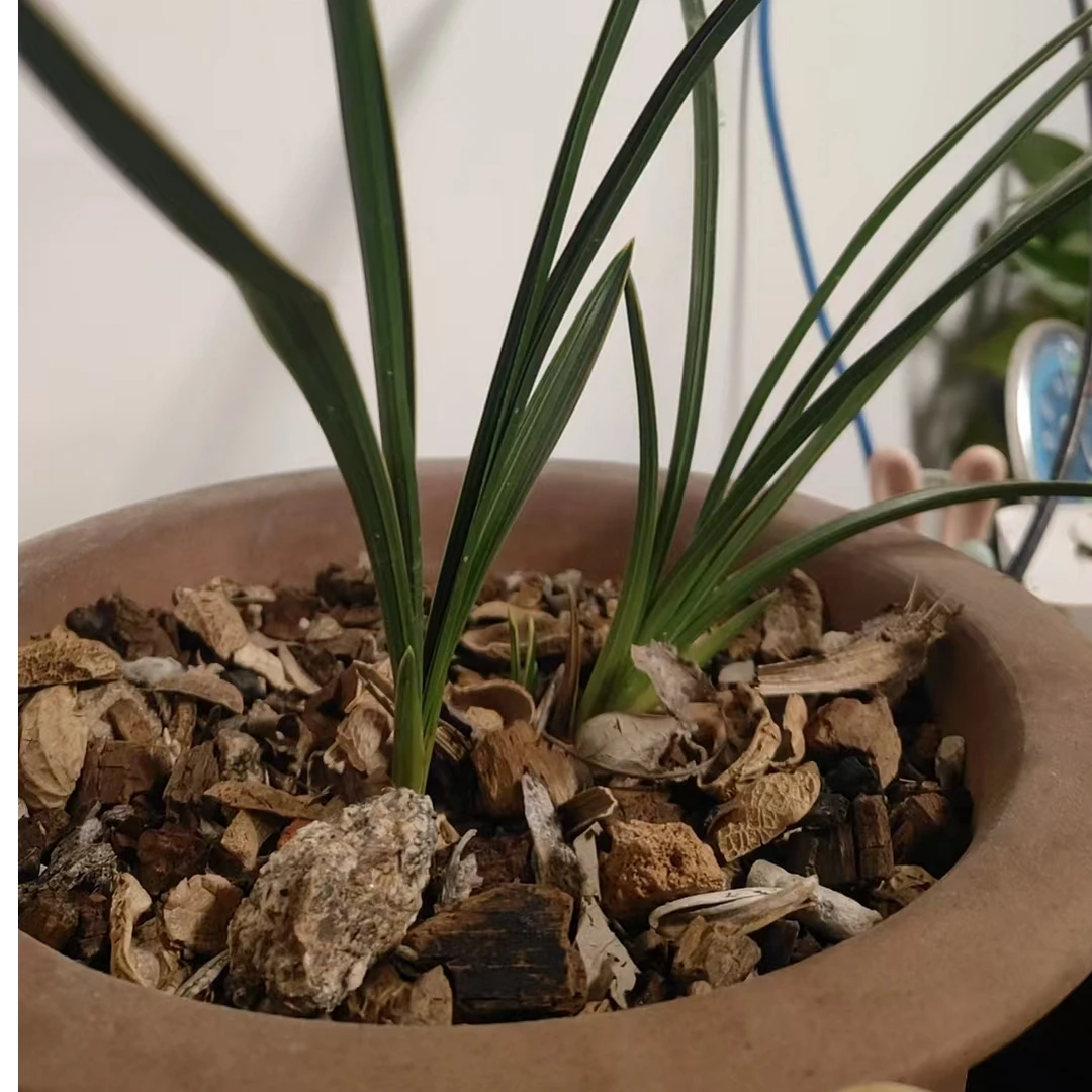 惠兰盆栽兰草盆景