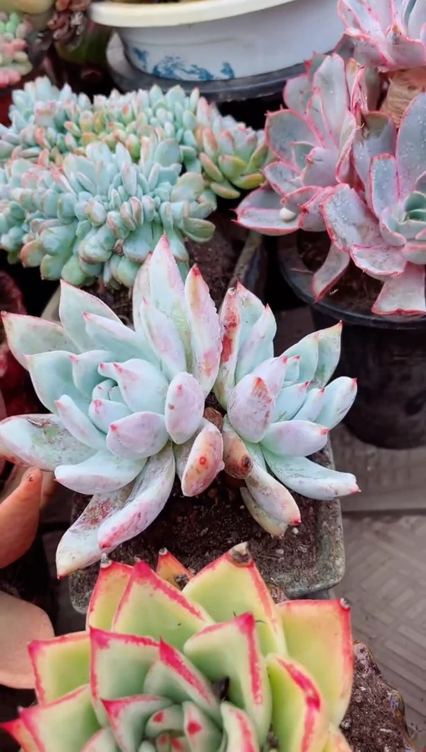 淡*色20062多肉植物一物一拍