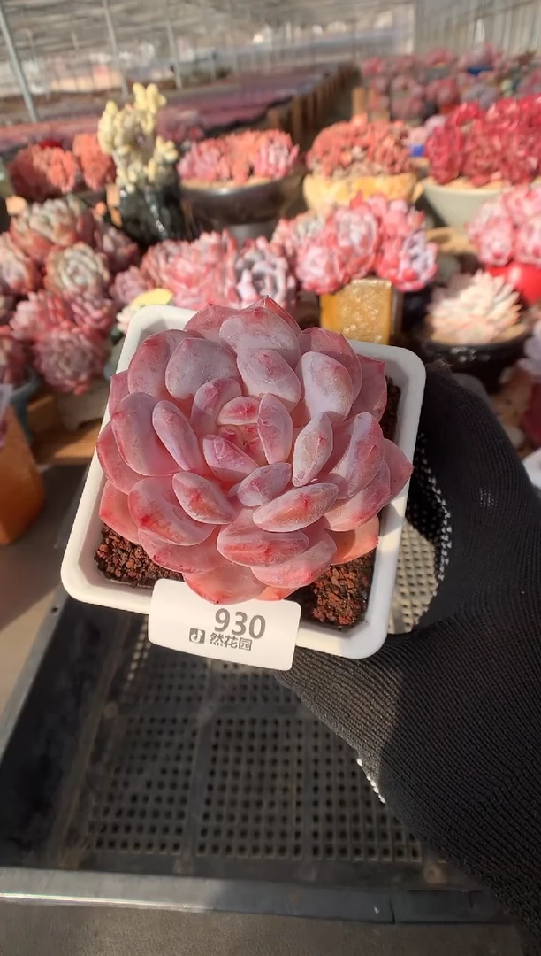 930紫皮橙多肉植物一物一拍
