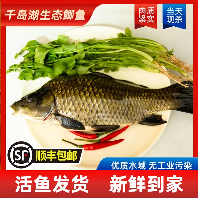 【丰收季活动】 千岛湖黄金鲫鱼肉质鲜嫩 红烧 炖汤鱼 活鱼现捕捞顺丰冷链包邮