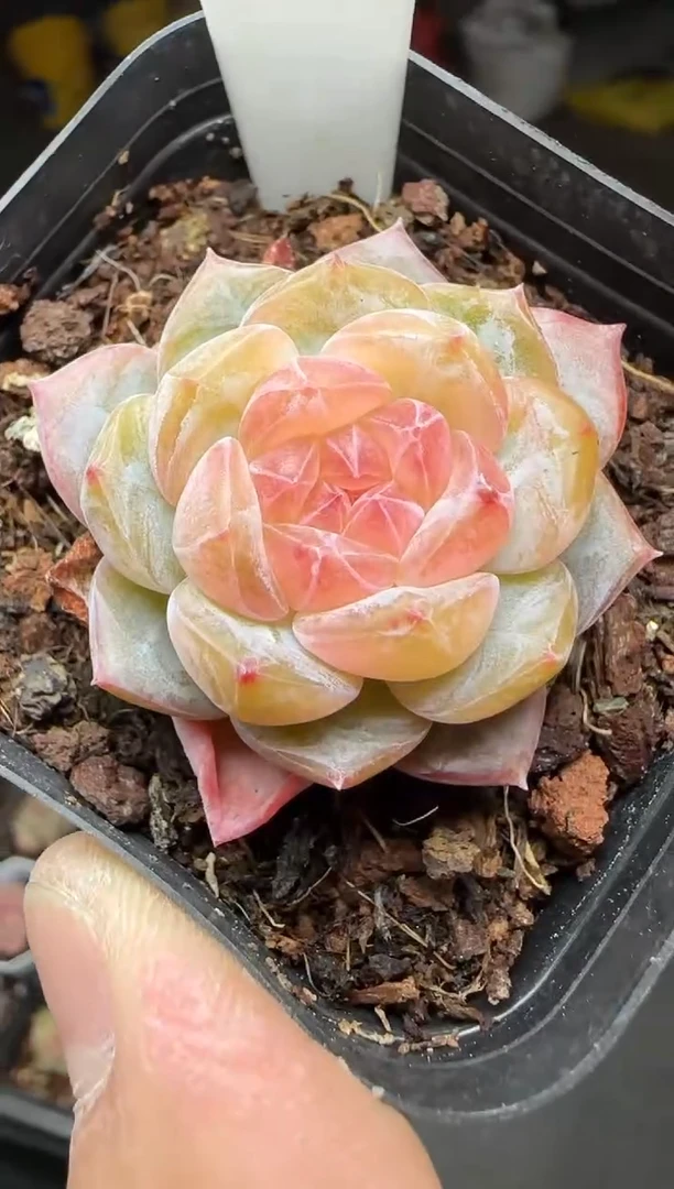 【闪购商品】一物一拍0116—46