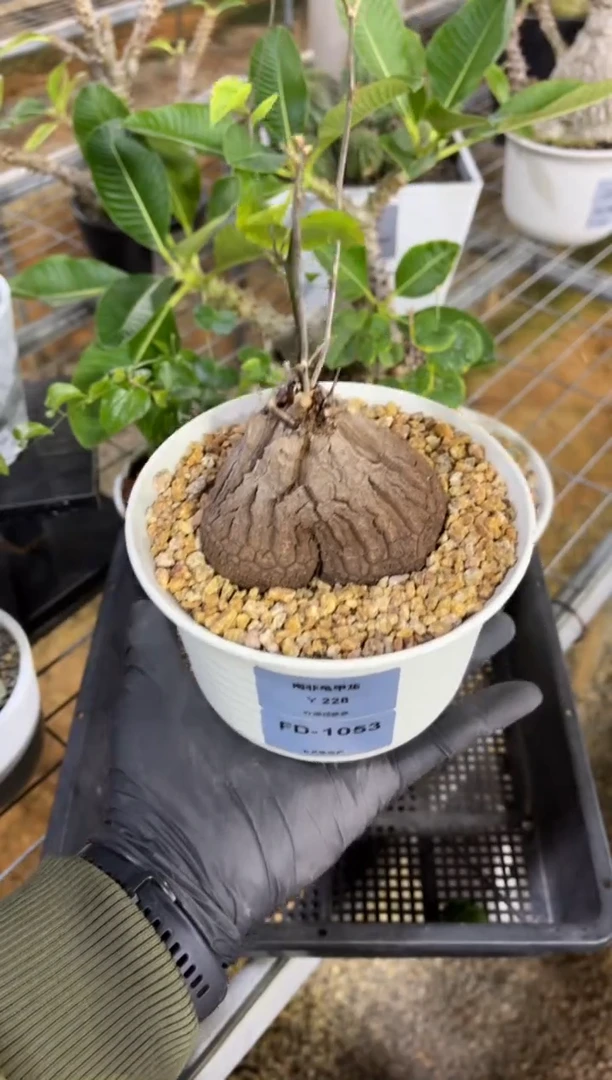 南非龟甲龙FD-1053