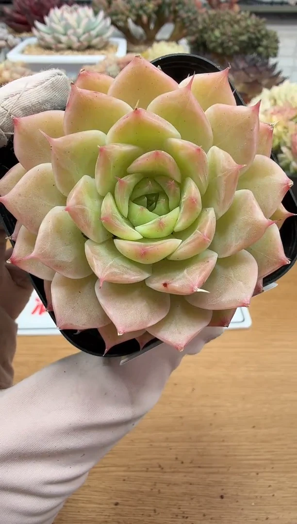 东云多肉园二店-177