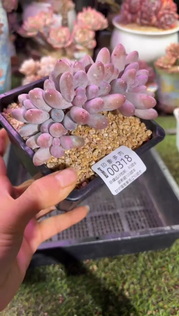 【闪购商品】00318