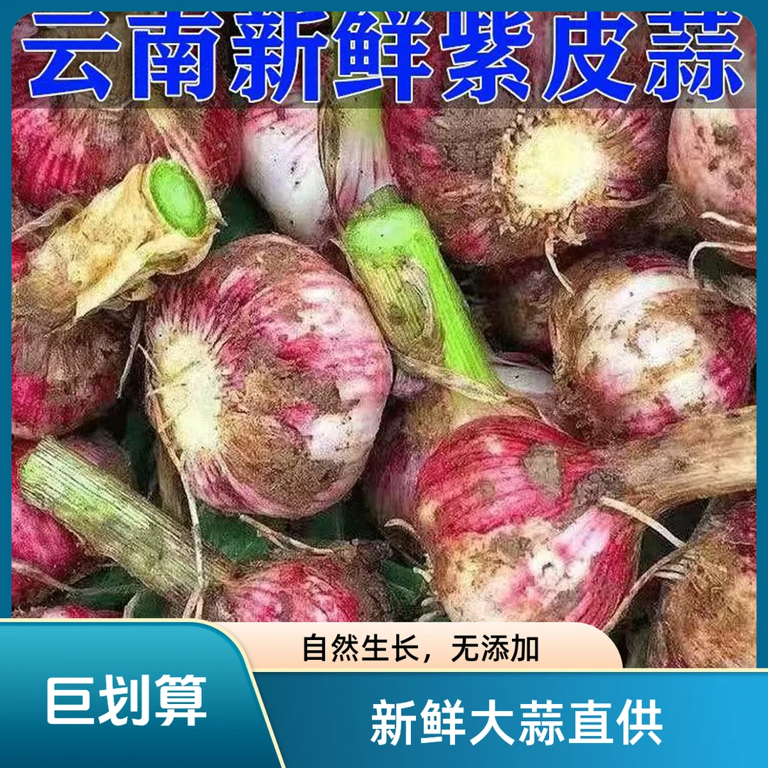 云南新鲜紫白皮大蒜新鲜红皮大蒜带泥产地直发3.303
