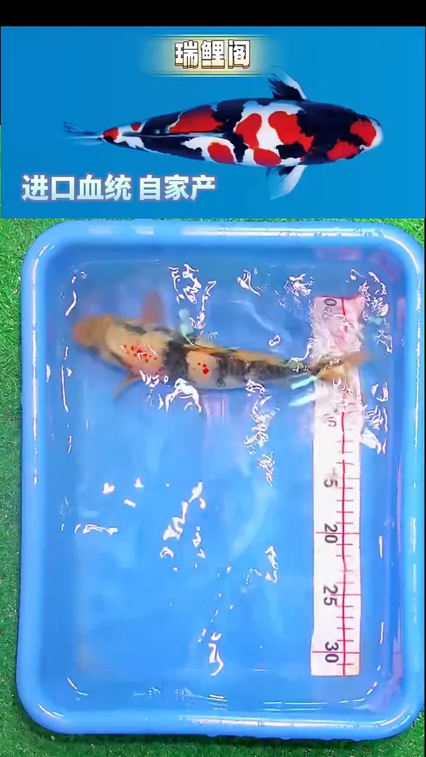 锦鲤瑞鲤阁精选--26