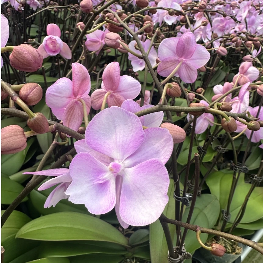蝴蝶兰 神仙姐姐 花期长叶片自然开裂桌面花盆栽