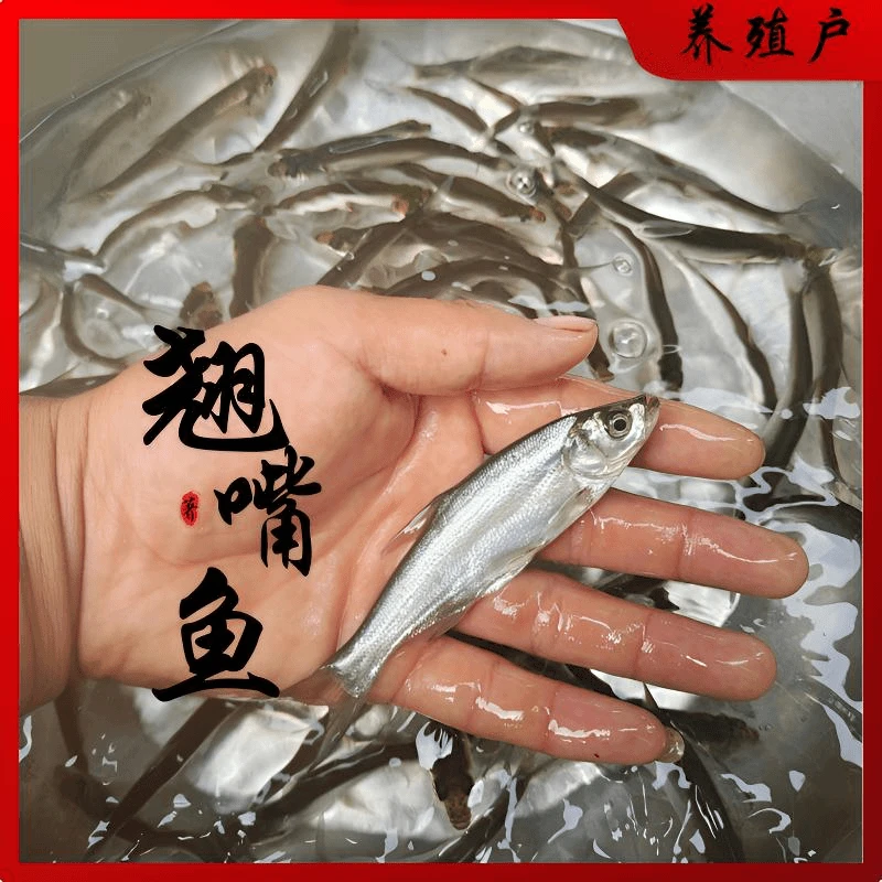 【四川眉山发货】米级翘嘴鱼淡水常温鱼各地适宜可食用可观赏鱼