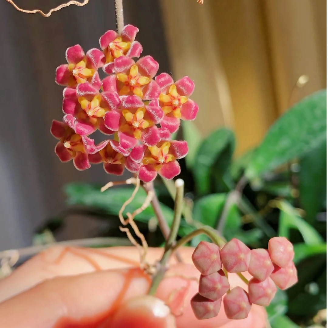 【戴维德球兰】勤花小清新带香味阳台办公室垂吊爬藤植物