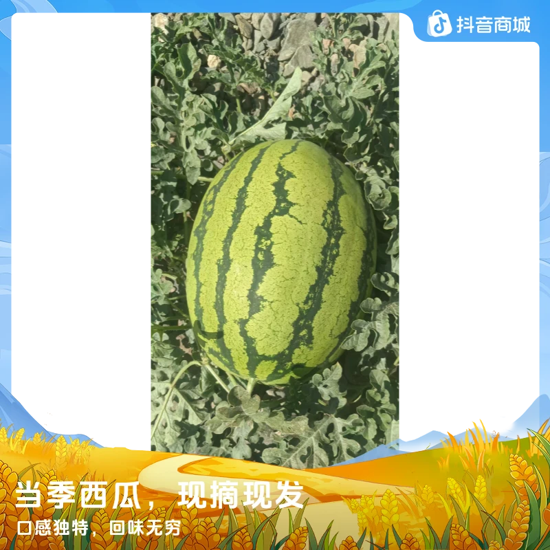 甘肃靖远旱砂地石头硒砂瓜现摘现发当季西瓜