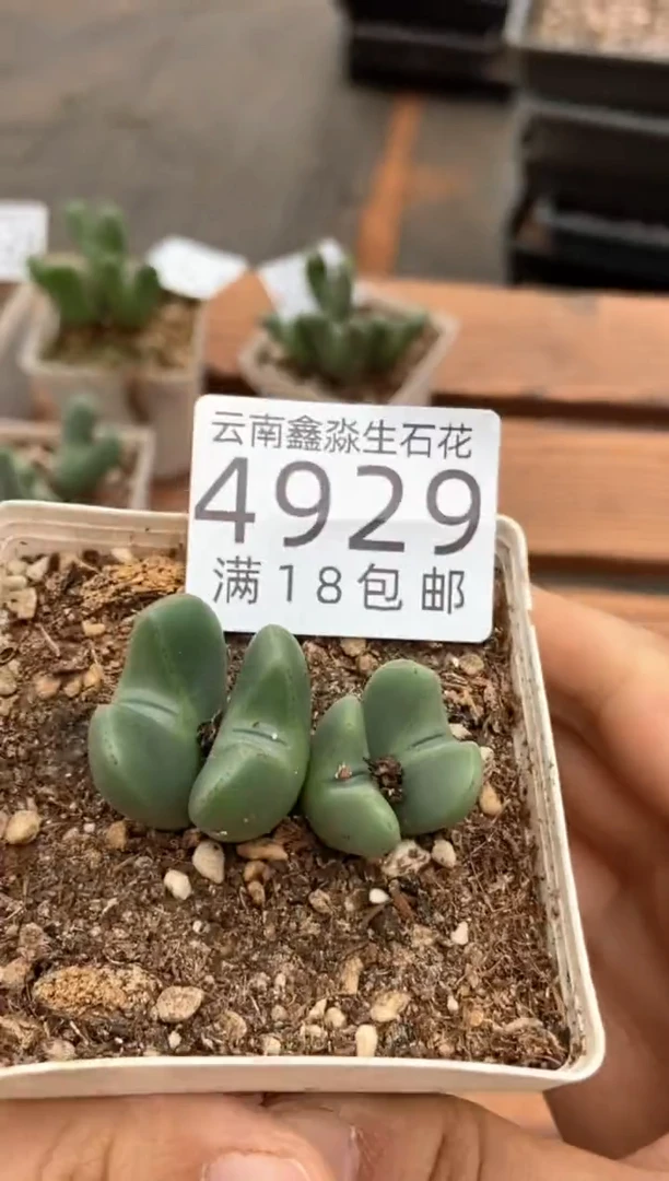 4929特价七方少将群有疤瑕疵发货1盒