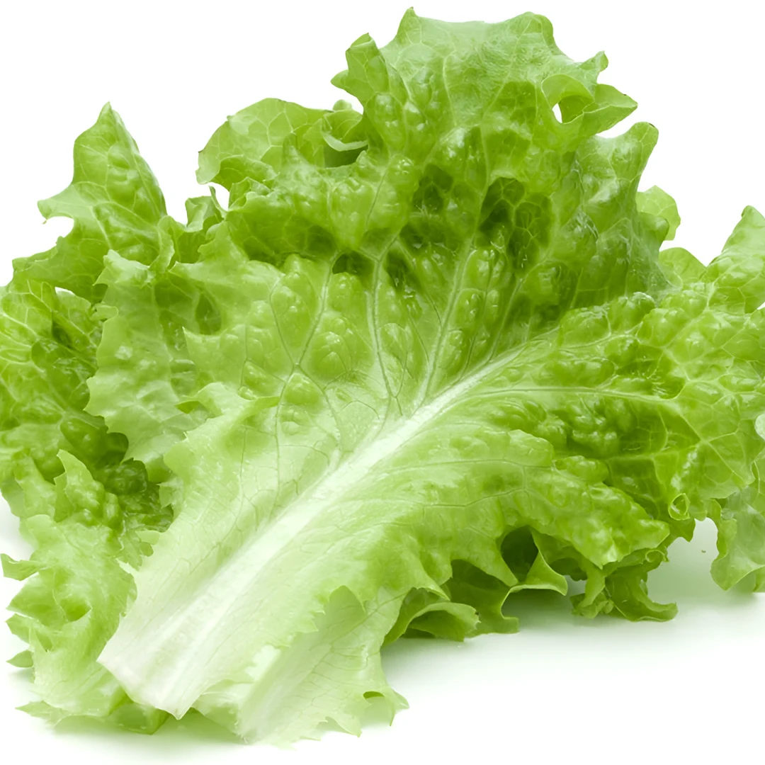 四季高产意大利生菜种子盆栽阳台庭院蔬菜种子大全