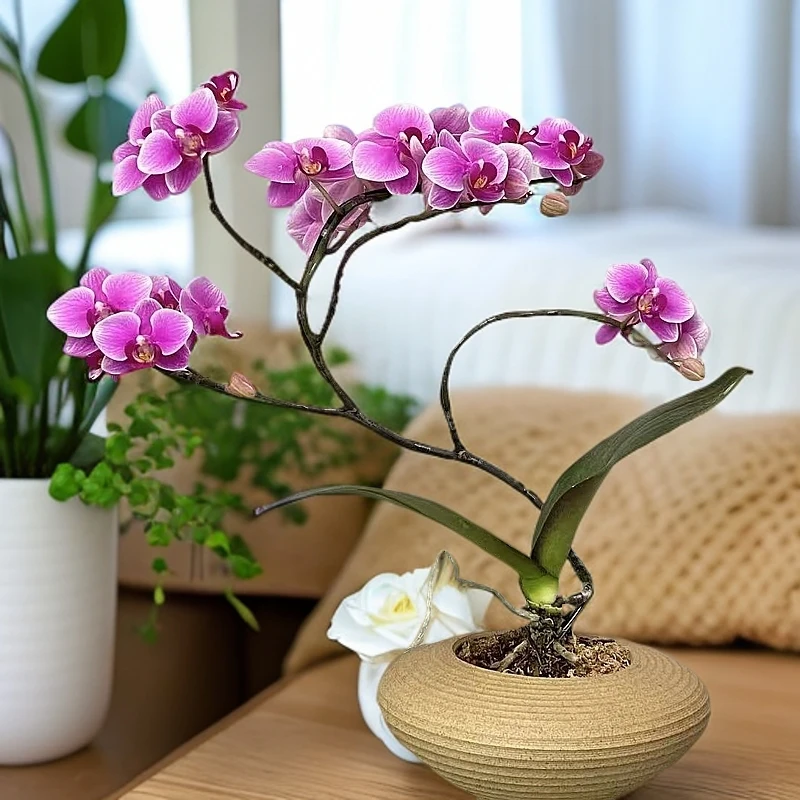 蝴蝶兰【范冰冰】室内绿植客厅卧室装饰花卉带盆栽种