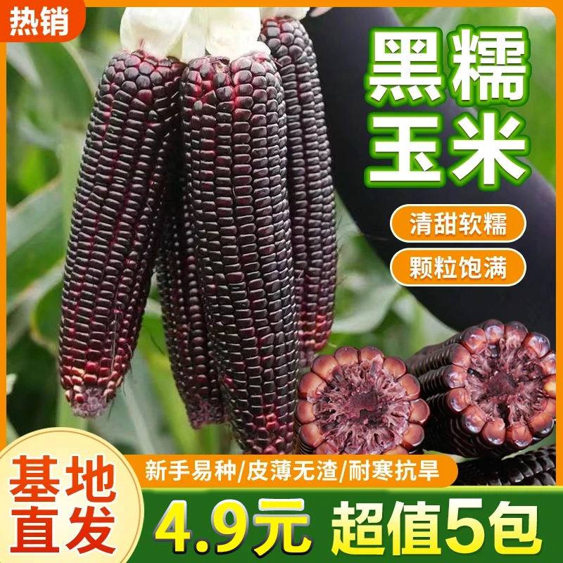【新种子！】黑甜糯玉米种子黑糯水果玉米种子种籽四季小院