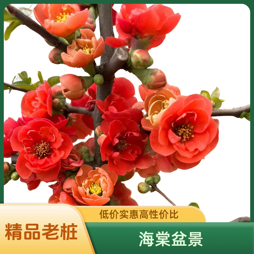 一物一拍 精品老桩海棠梅花盆景