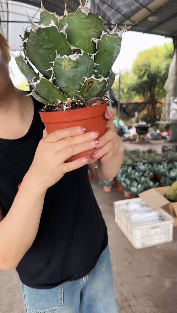 【闪购商品】正版白鲸11