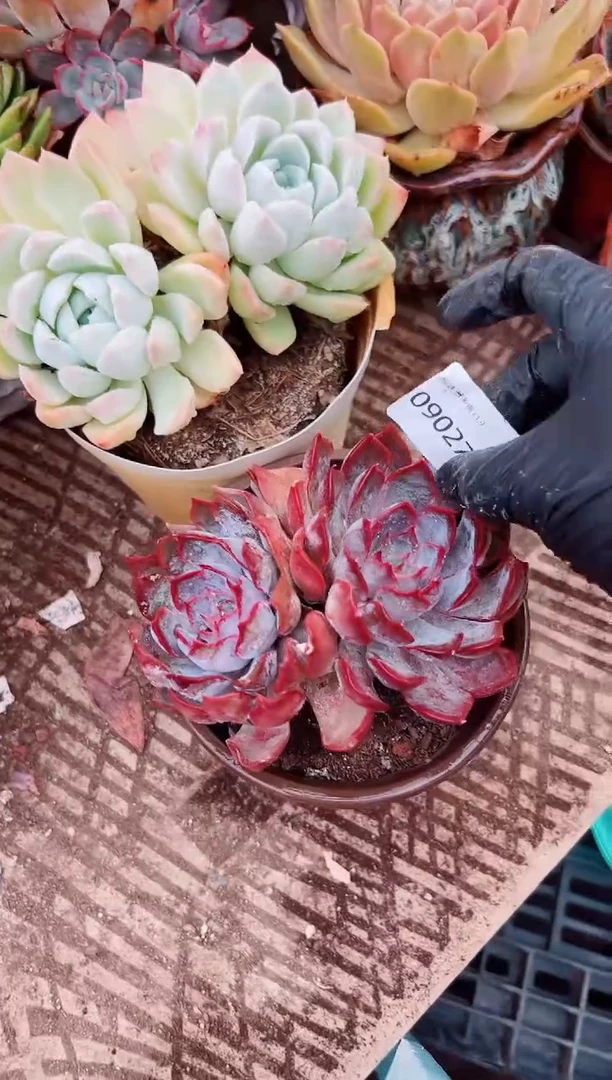丁*多肉植物一物一拍09027