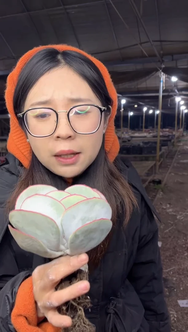 【闪购商品】96-单头白眉8