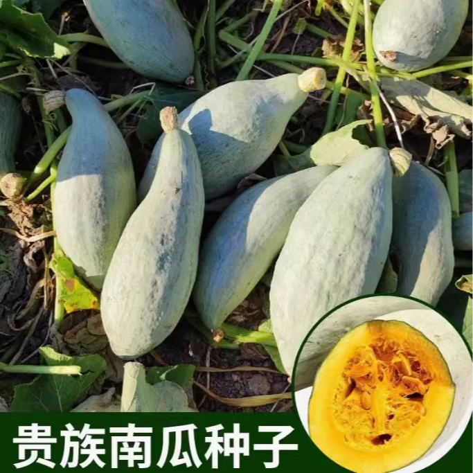 丑瓜种子 贵妃南瓜甘面大果甜糯金丝栗丑瓜种籽板栗贵族南瓜