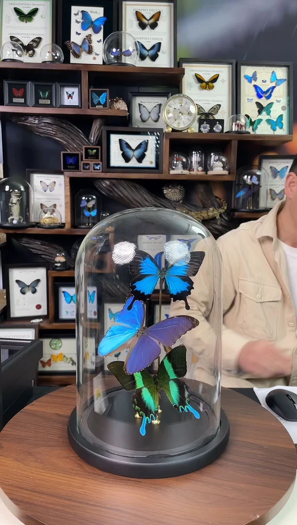 蓓蕾闪蝶+大蓝+天堂玻璃罩组合