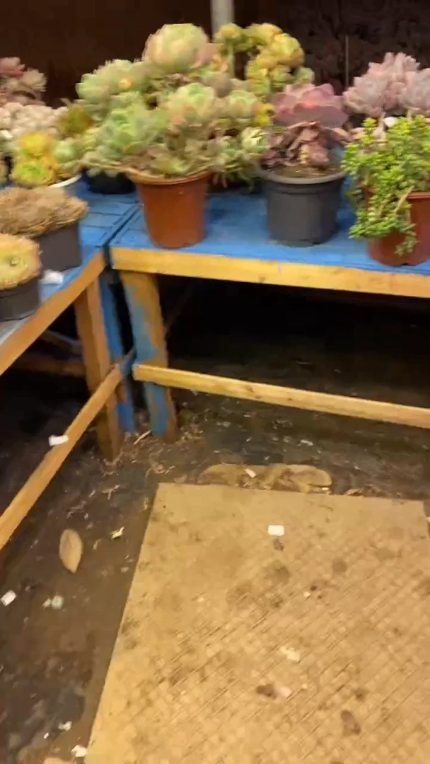 【闪购商品】1659碧桃