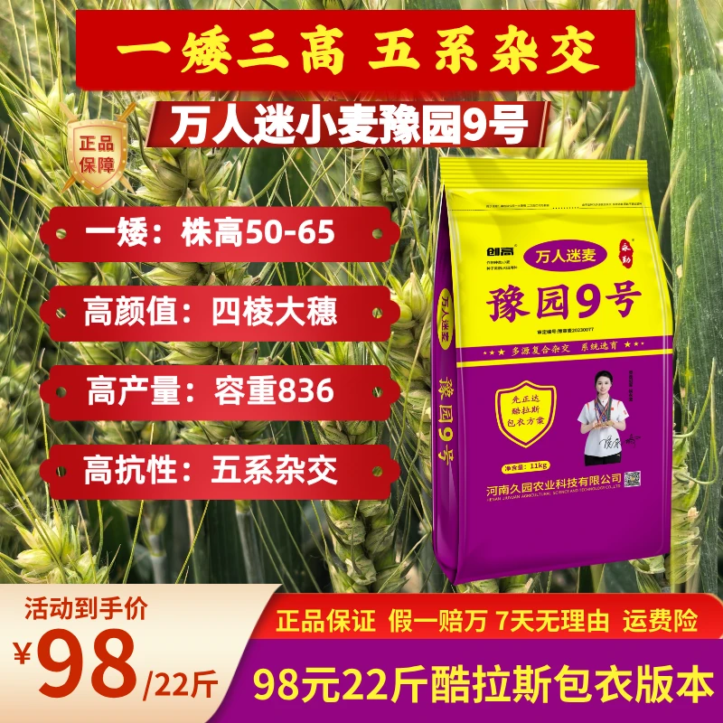 【包衣】豫园9号一矮三高五系杂交 抗冻抗倒伏