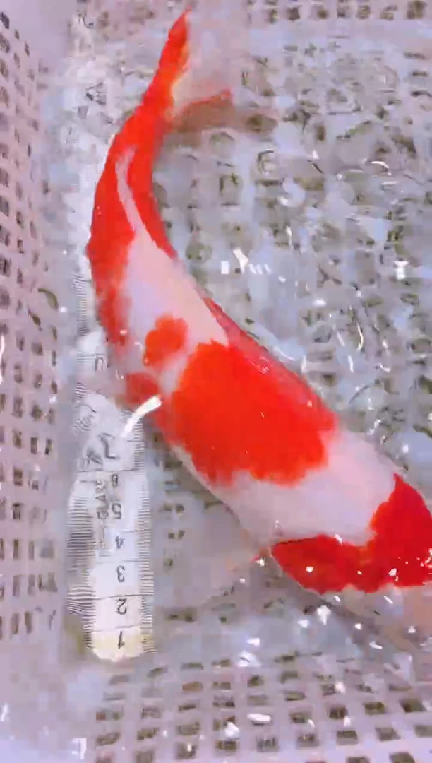 锦鲤冷水观赏鱼全场包邮30