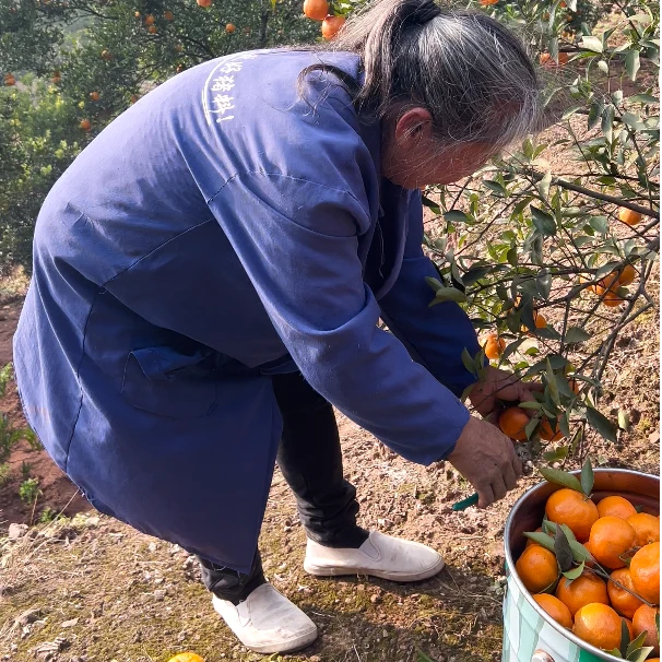 四川老树红橘，适合晒干做陈皮