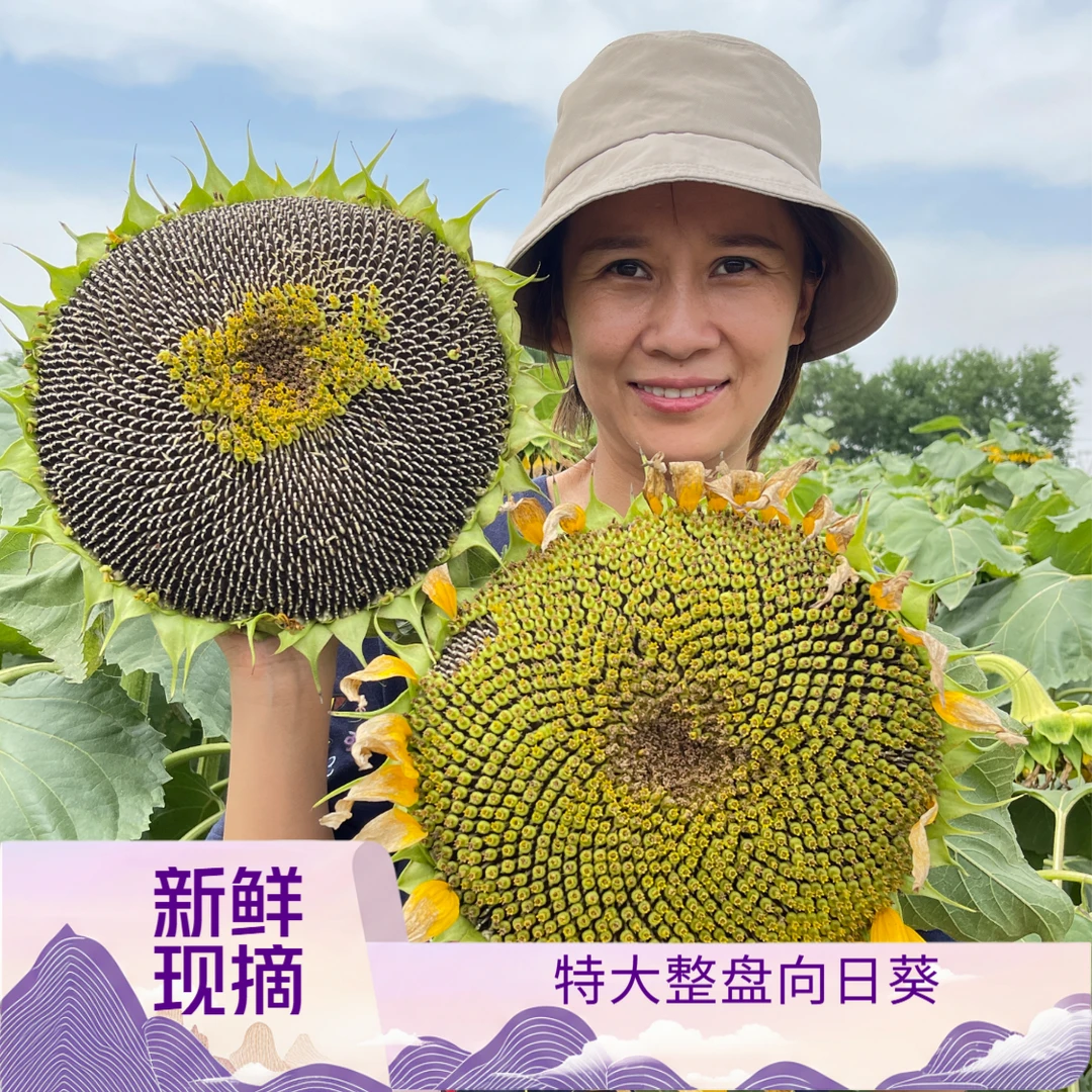【特大整盘新鲜瓜子】向日葵瓜子2盘约6-8斤