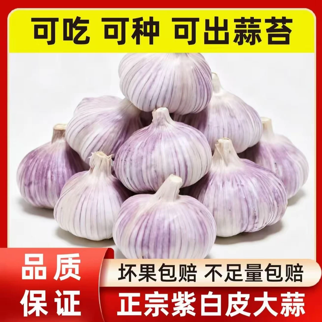 正宗紫白皮干蒜新干蒜大蒜农产品生鲜特产香辣饱满