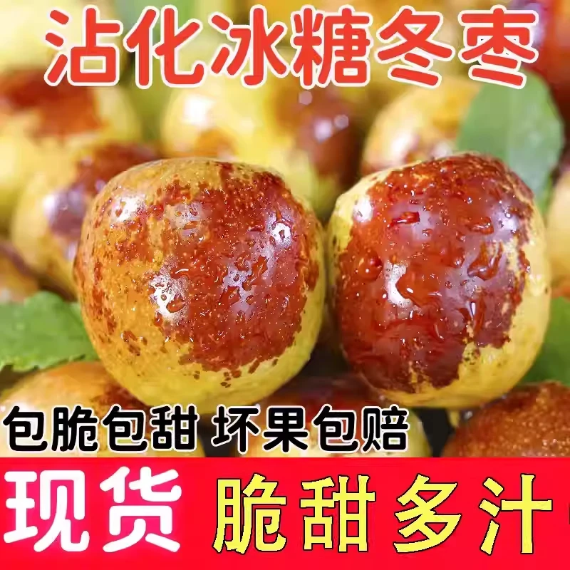 采摘园直发正宗沾化冬枣现摘现发应季新鲜脆甜水果脆甜多汁皮薄