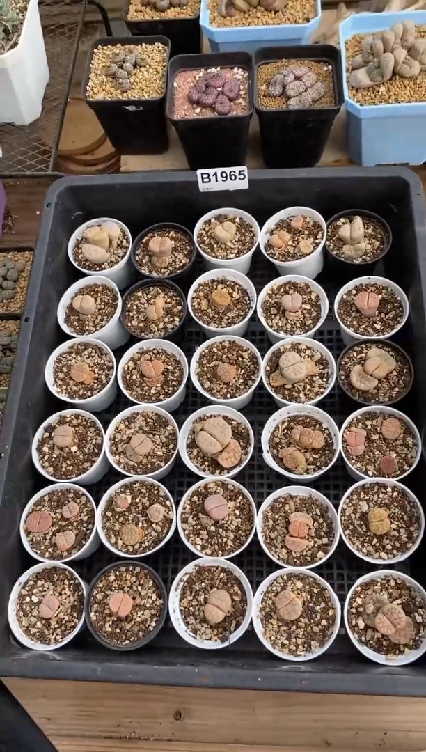 【闪购商品】1965直播一物一拍