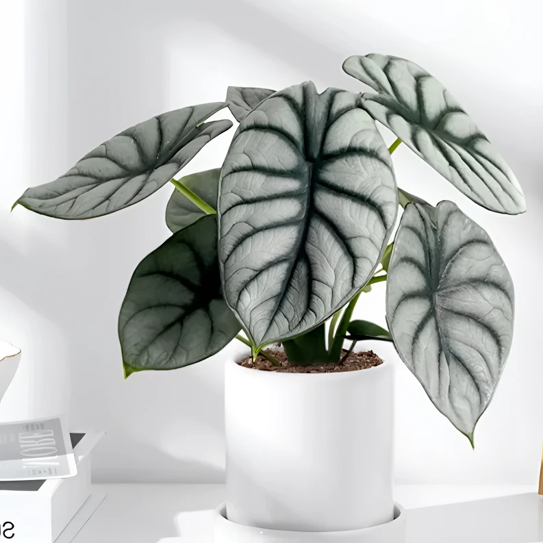 【海芋】白犀牛海芋龙鳞海芋室内桌面绿植清新ins风热带观叶