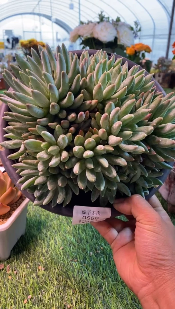 0550aa（满28包邮发货）