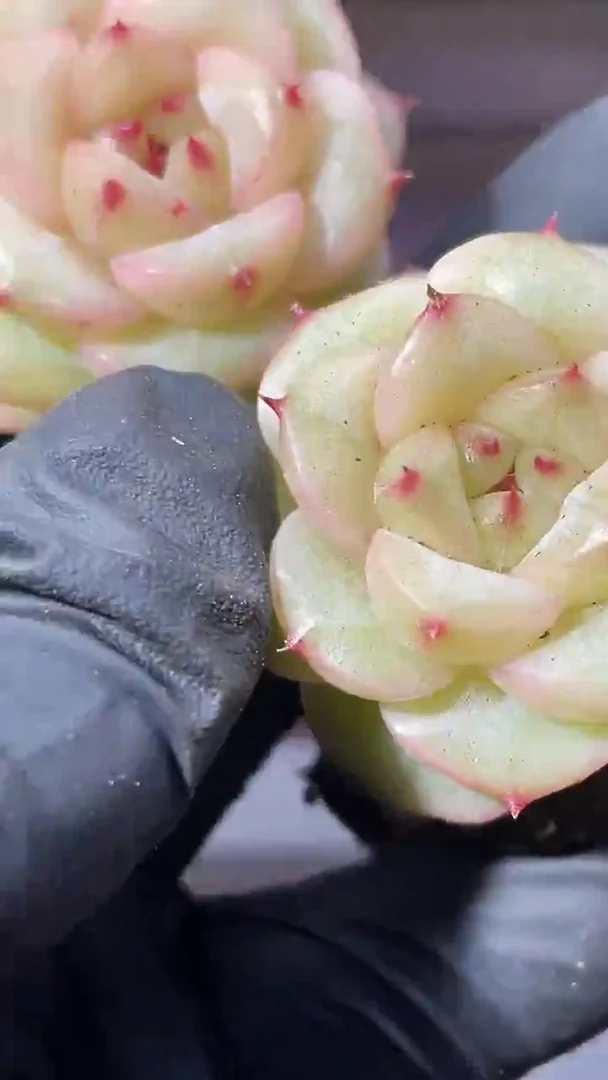 36-82 爆炸星云2-3厘米量拍发一颗