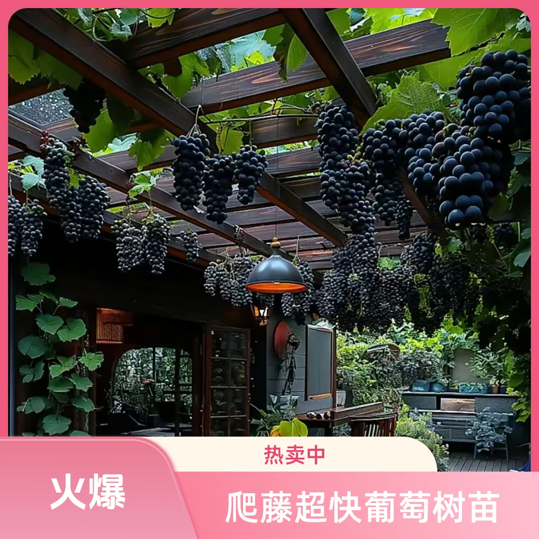爬藤超快葡萄树苗庭院爬藤南北方种盆栽