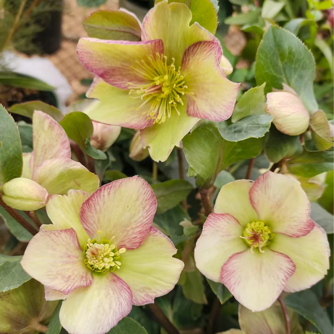 冰雪玫瑰深粉晶 铁筷子盆栽花苗高端室内外盆栽耐寒植物花期长