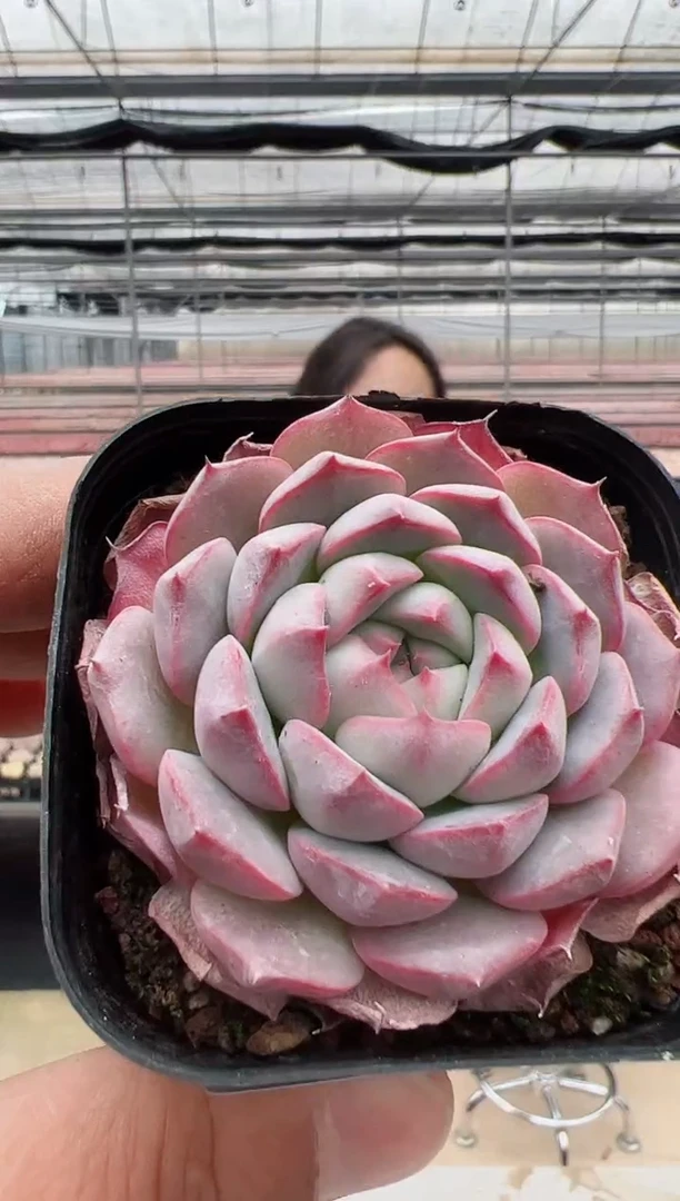 【闪购商品】福利多肉98