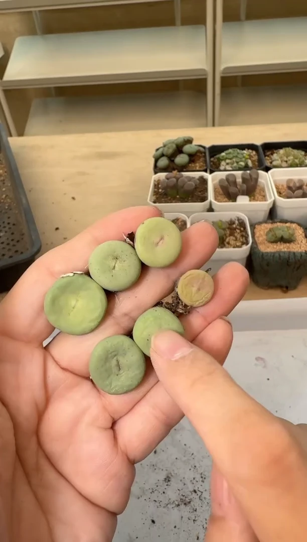 24-113多肉植物肉锥