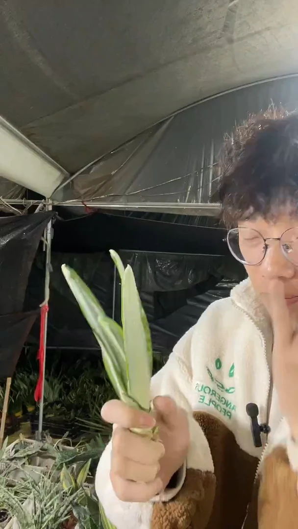 沙特虎皮兰裸根13.8