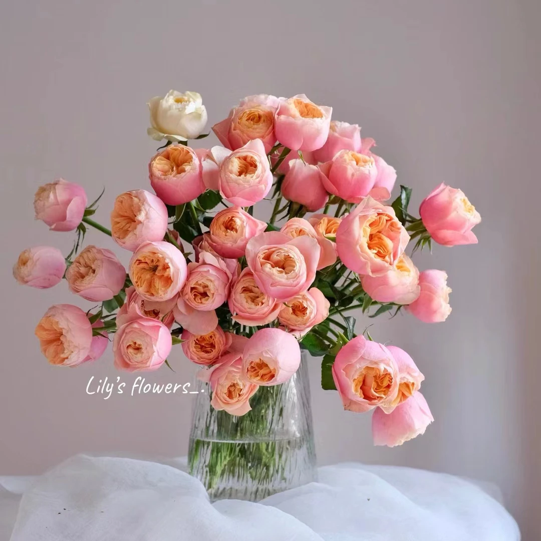 双宿双飞鸳鸯蝴蝶【稀有多头】，该品不耐运输，请凑单升级快递