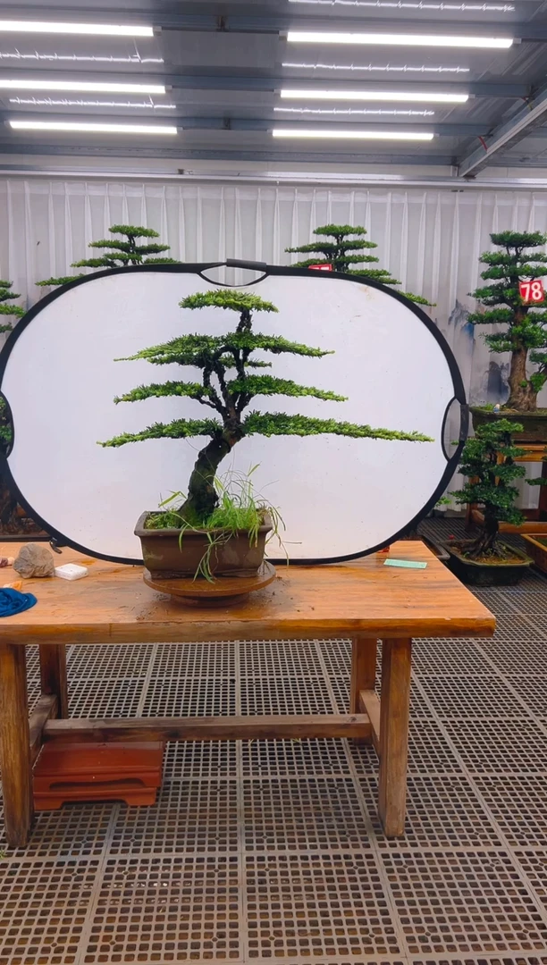 无花朵活**下精品盆景直播间一物一拍