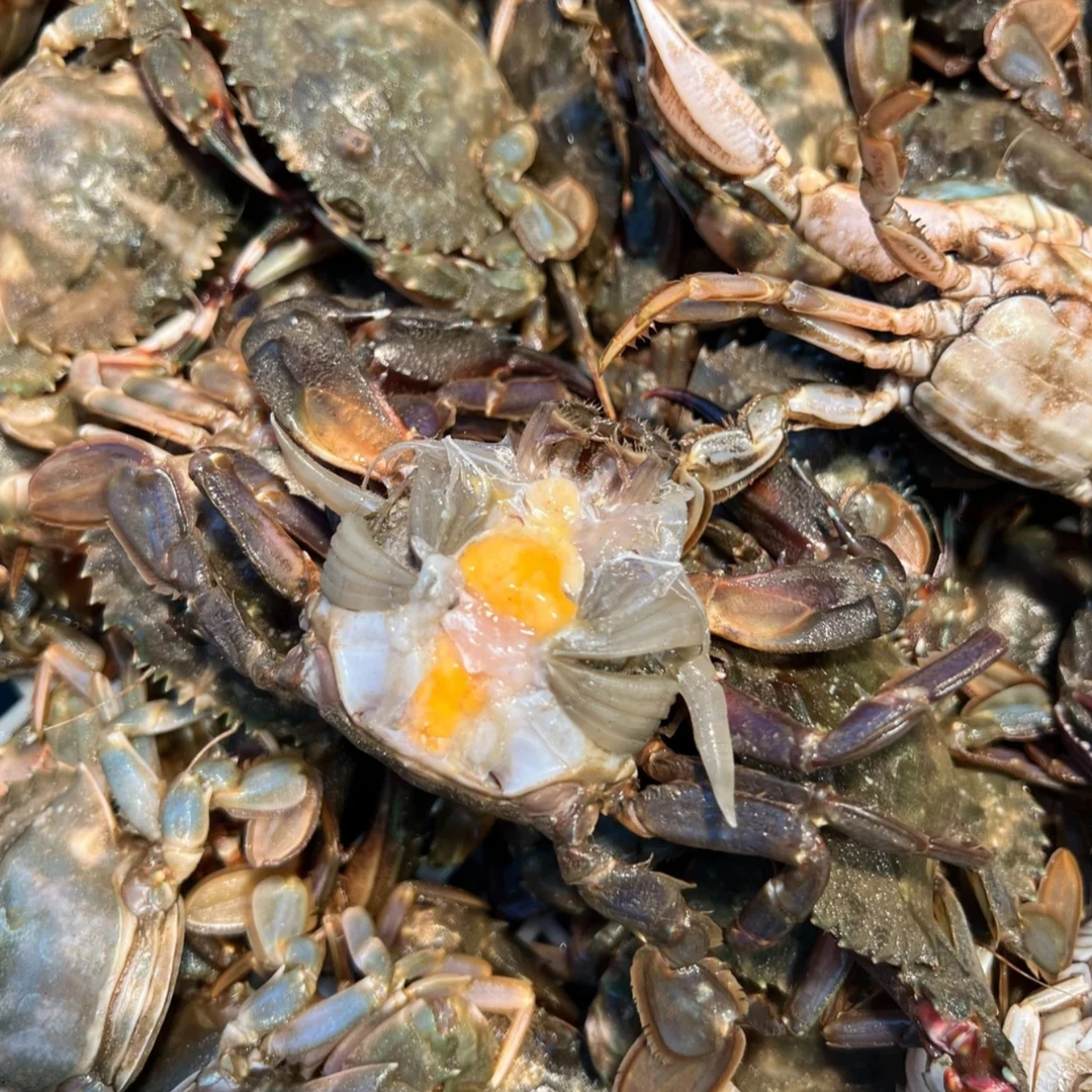 渤海湾花盖蟹【1斤10个左右】保鲜保肥不保活