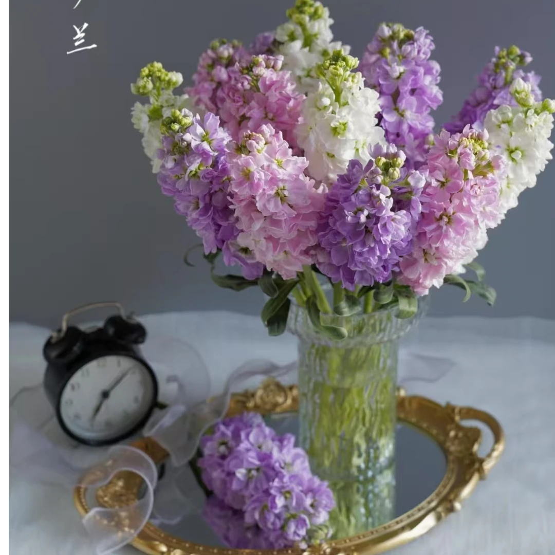 【紫罗兰】鲜切花鲜花基地采摘直发