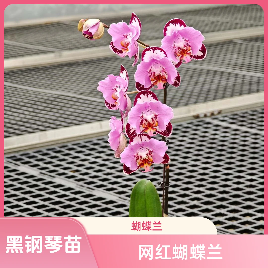 黑钢琴 福利苗  耐开好养花期长蝴蝶兰