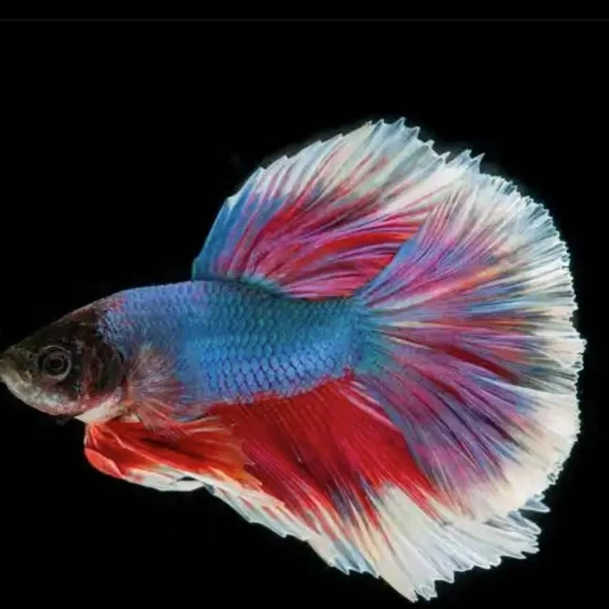 【97-120】泰国热带小型观赏鱼