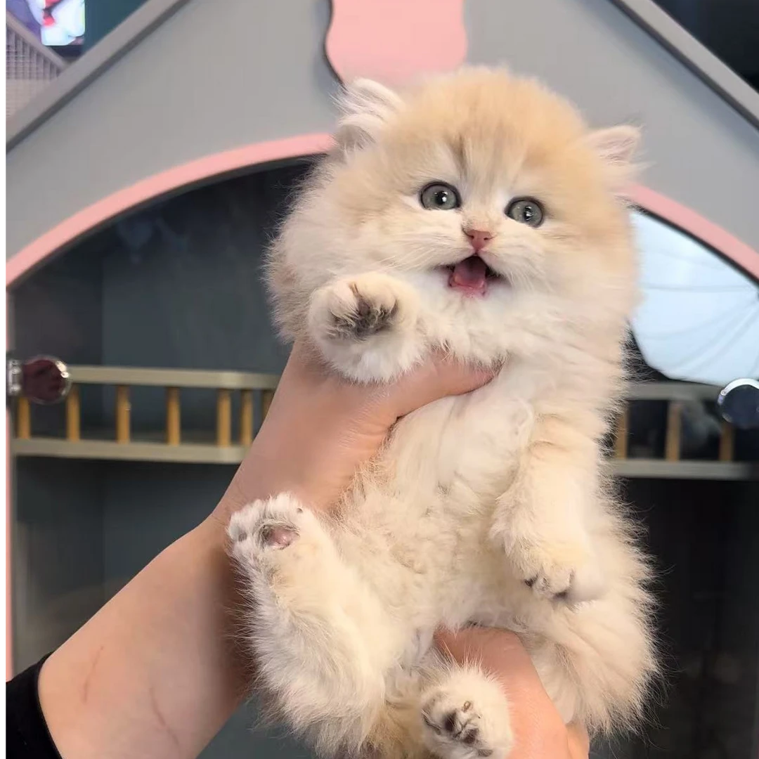 焦糖蓝金妹妹，2个月，甜甜的。