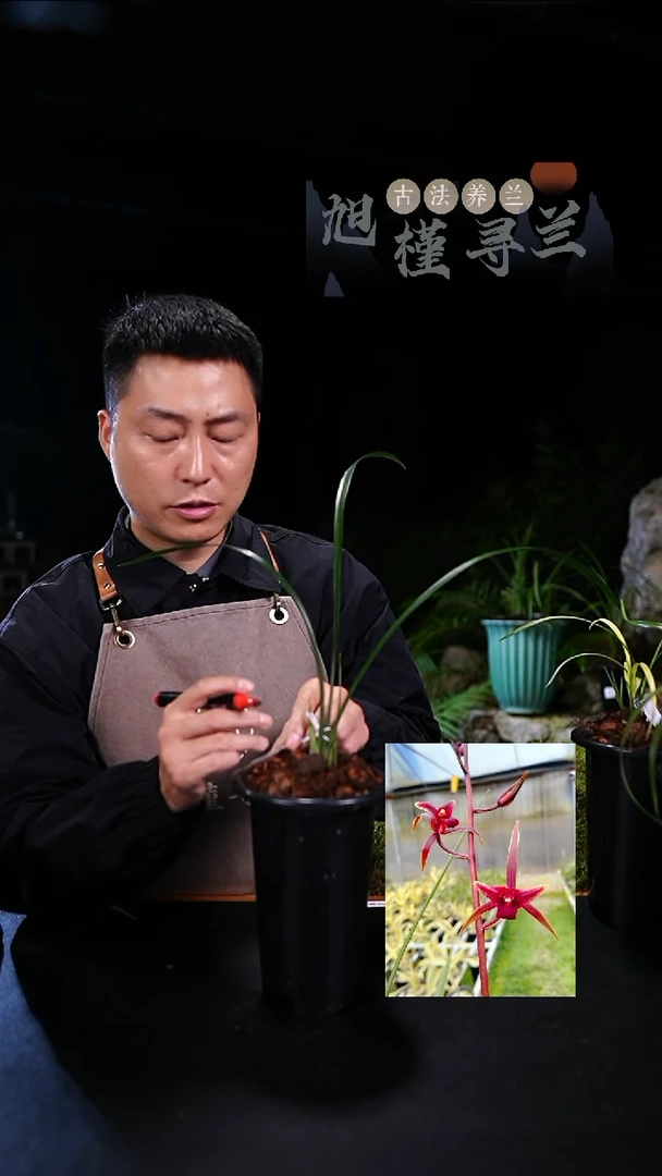 当前无花朵，栽培后可花朵打****宇寒兰国艳（龙头苗带花苞）内部价