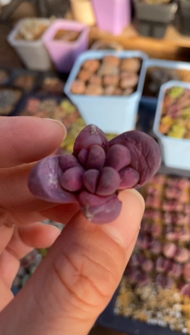 【闪购商品】8279直播一物一拍