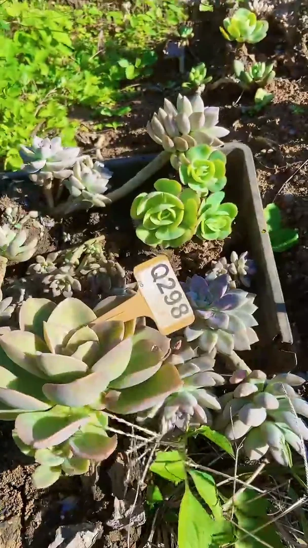 Q298地拍多肉枝头组合默认脱土发货